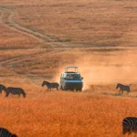 What Types of Safari Experiences Are Offered in Kenya
