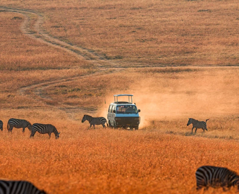 What Types of Safari Experiences Are Offered in Kenya