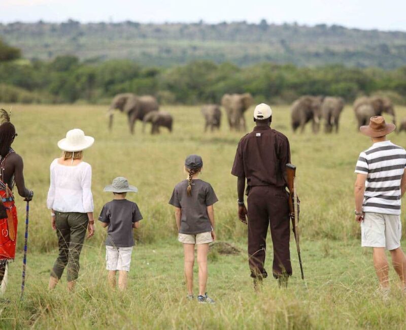 What Wildlife Can Be Seen on Walking Safaris?