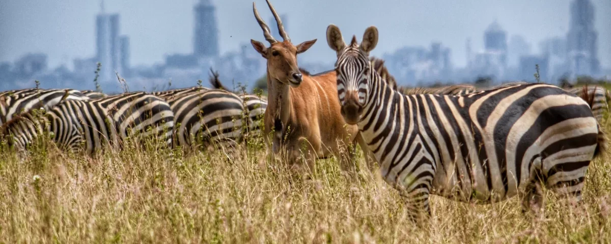 What Wildlife Can I See in Nairobi National Park?
