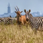 What Wildlife Can I See in Nairobi National Park?