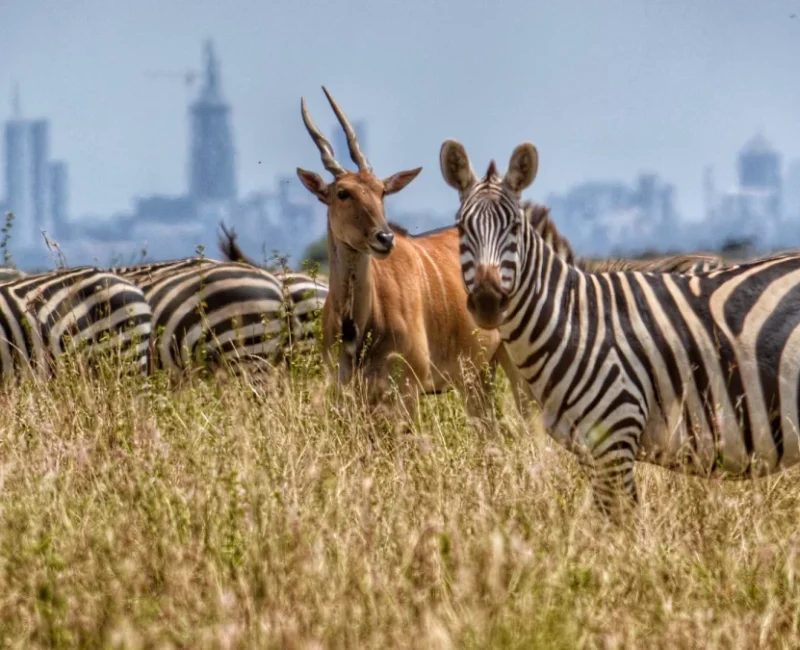 What Wildlife Can I See in Nairobi National Park?