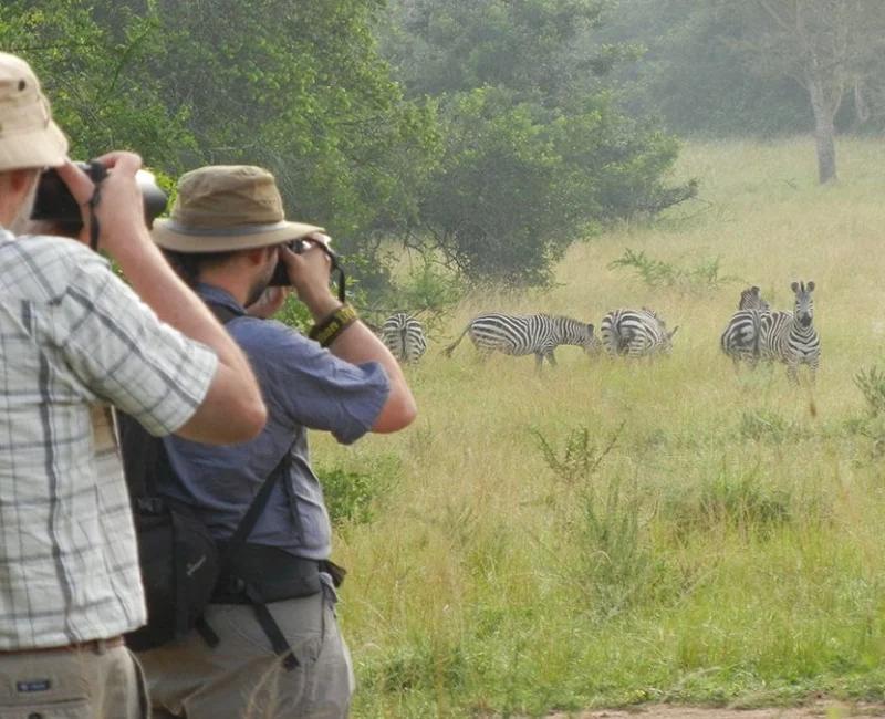 What Wildlife Can I See on a Walking Safari in Uganda?