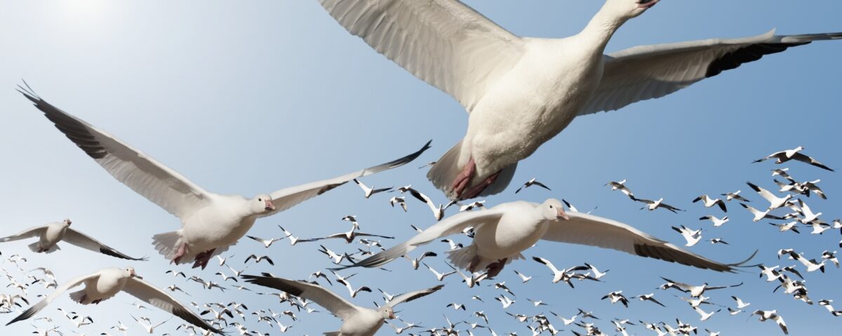 What’s the Best Time to See Migratory Birds?