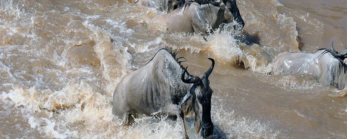 When Is the Best Time to Witness the Great Migration?