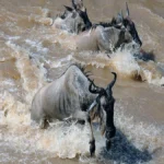 When Is the Best Time to Witness the Great Migration?