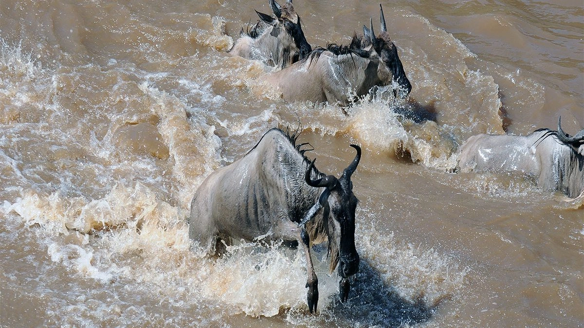 When Is the Best Time to Witness the Great Migration?
