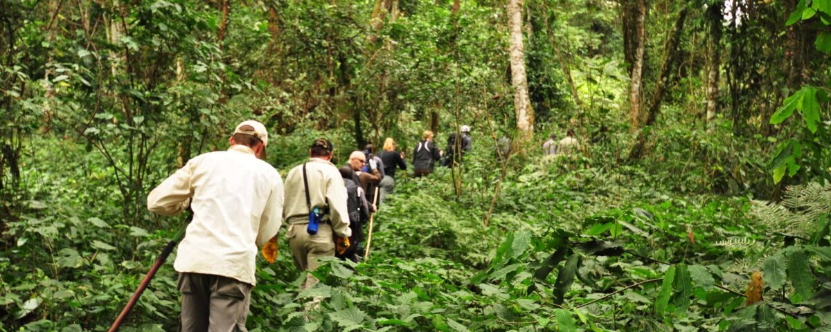 Where Can I Do Walking Safaris in Uganda?