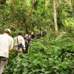 Where Can I Do Walking Safaris in Uganda?