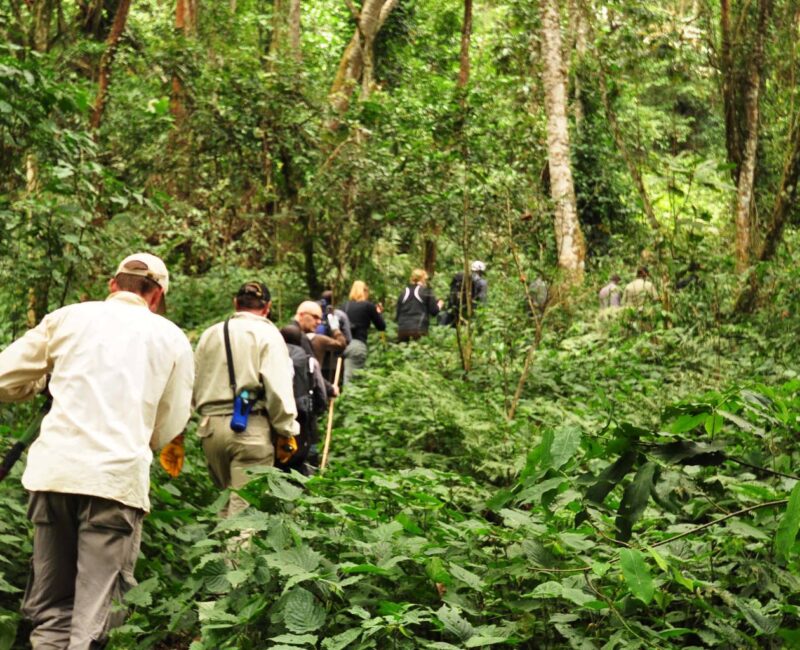 Where Can I Do Walking Safaris in Uganda?