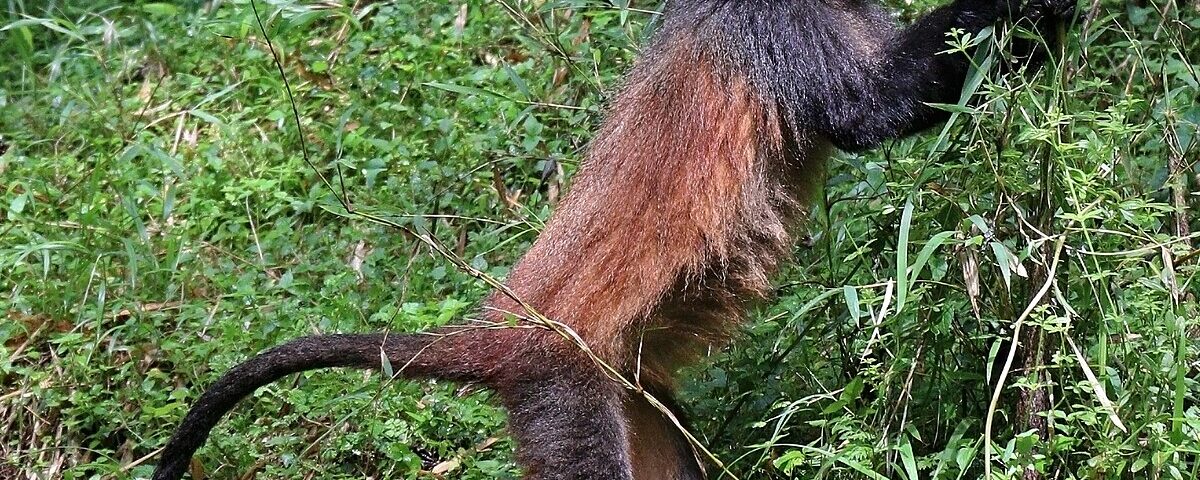 Where Can I See Golden Monkeys in Uganda and Rwanda?