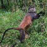 Where Can I See Golden Monkeys in Uganda and Rwanda?