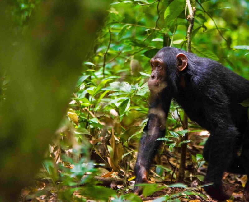 Where is the Best Place for Chimpanzee Tracking in Uganda?