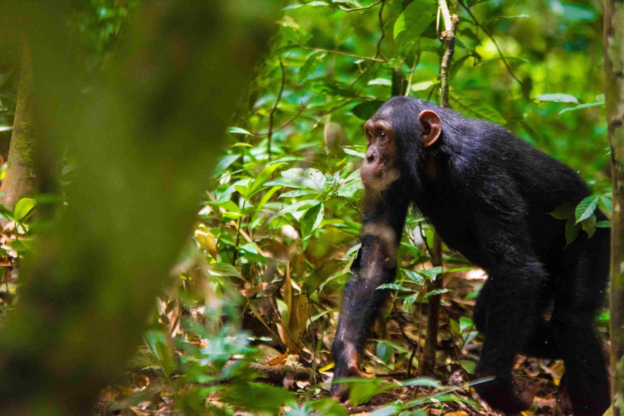 Where is the Best Place for Chimpanzee Tracking in Uganda?