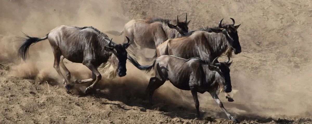 Which Countries Can I See the Great Migration In?