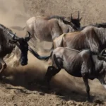 Which Countries Can I See the Great Migration In?