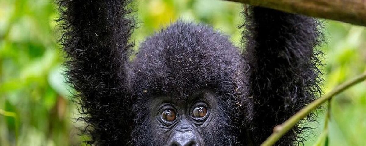 Which Destination Offers the Best Uganda Gorilla Safaris