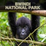 Which Destination Offers the Best Uganda Gorilla Safaris