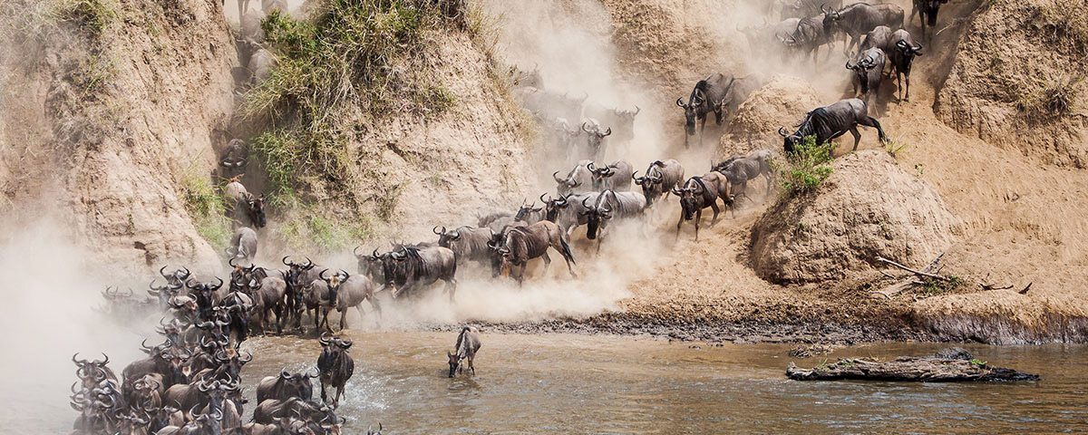 Which Parks Should I Visit to See River Crossings in Kenya?