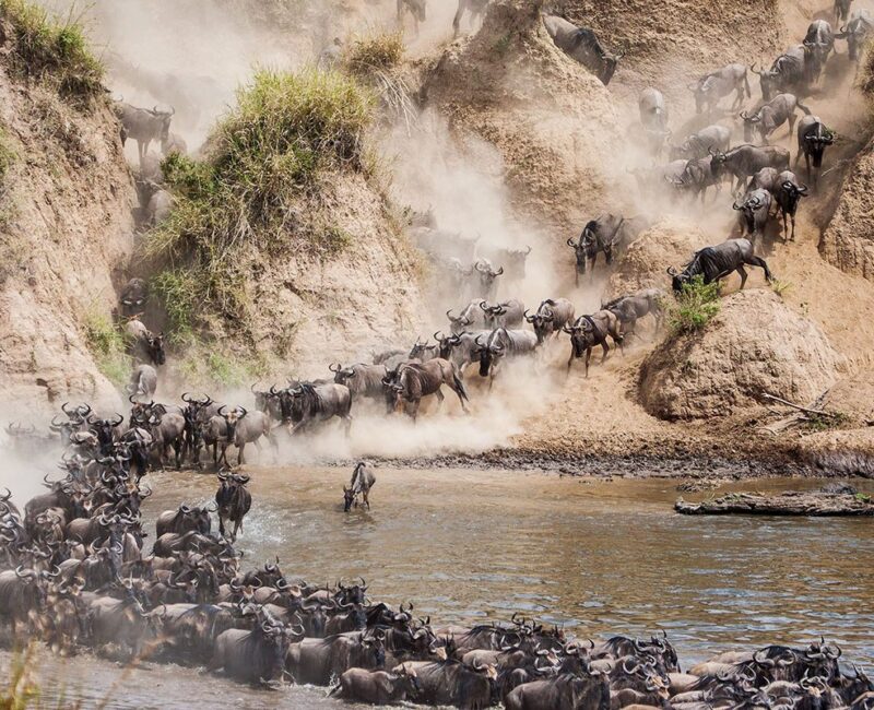 Which Parks Should I Visit to See River Crossings in Kenya?