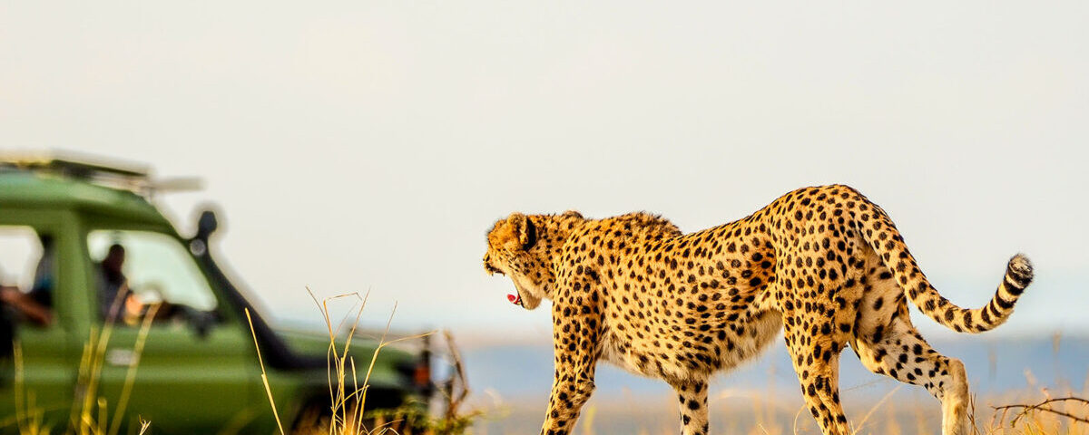 Which Wildlife Can I Expect to See on a Maasai Mara Game Drive?