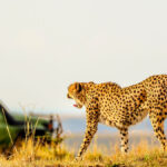 Which Wildlife Can I Expect to See on a Maasai Mara Game Drive?