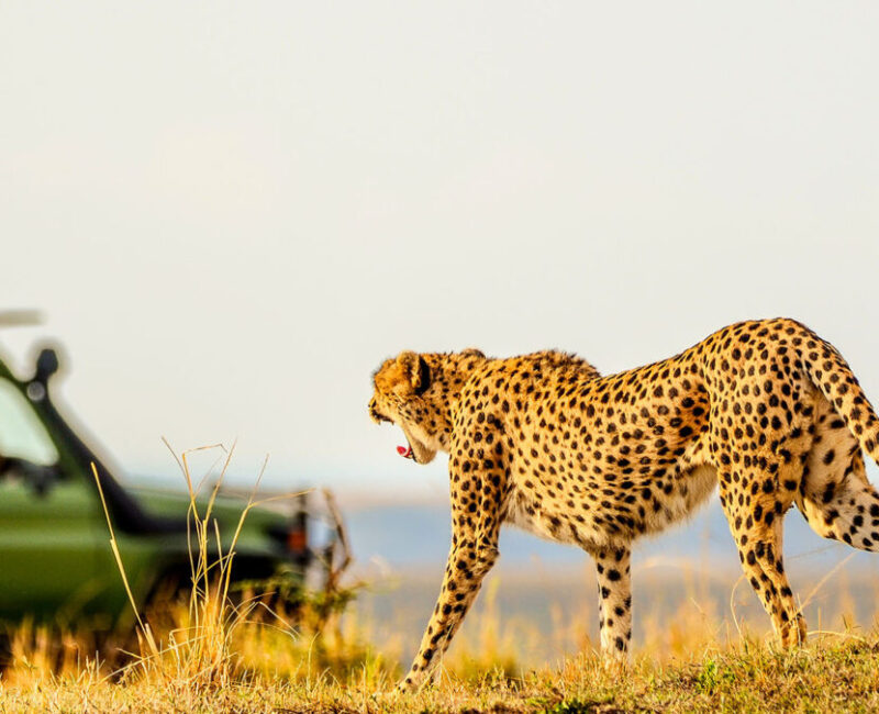 Which Wildlife Can I Expect to See on a Maasai Mara Game Drive?
