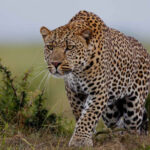 What Wildlife Can I Expect in Queen Elizabeth National Park?