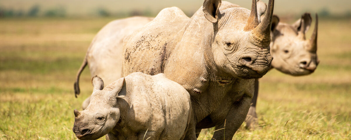 Are Big Five Animals Protected