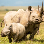 Are Big Five Animals Protected