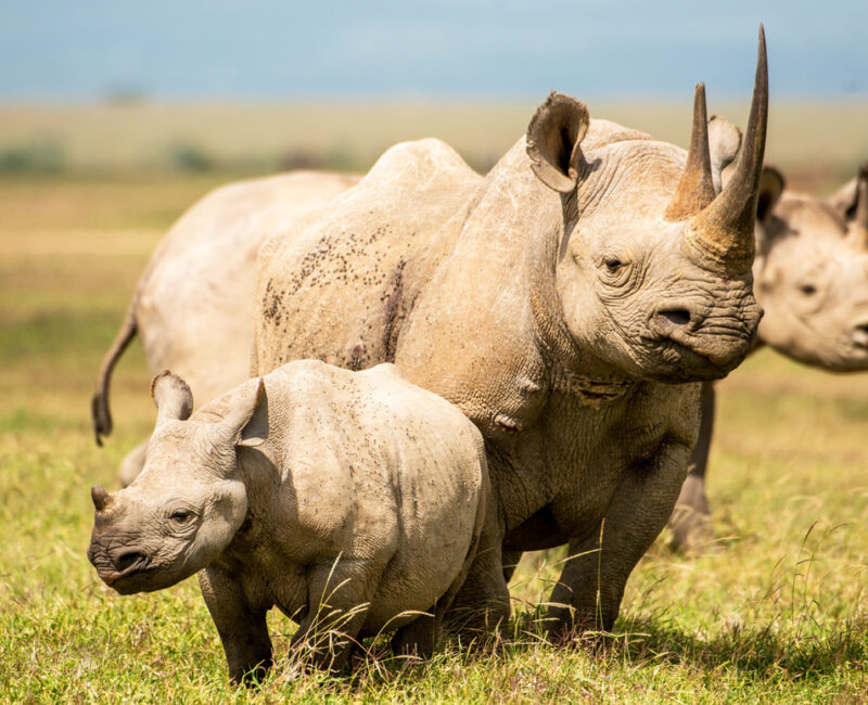 Are Big Five Animals Protected