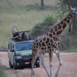 How Close Do Vehicles Get to Wild Animals on a Uganda Rwanda Safari?