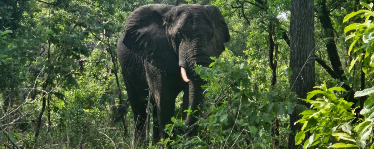 How Long Does It Take to See All Big Five Animals?