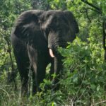 How Long Does It Take to See All Big Five Animals?