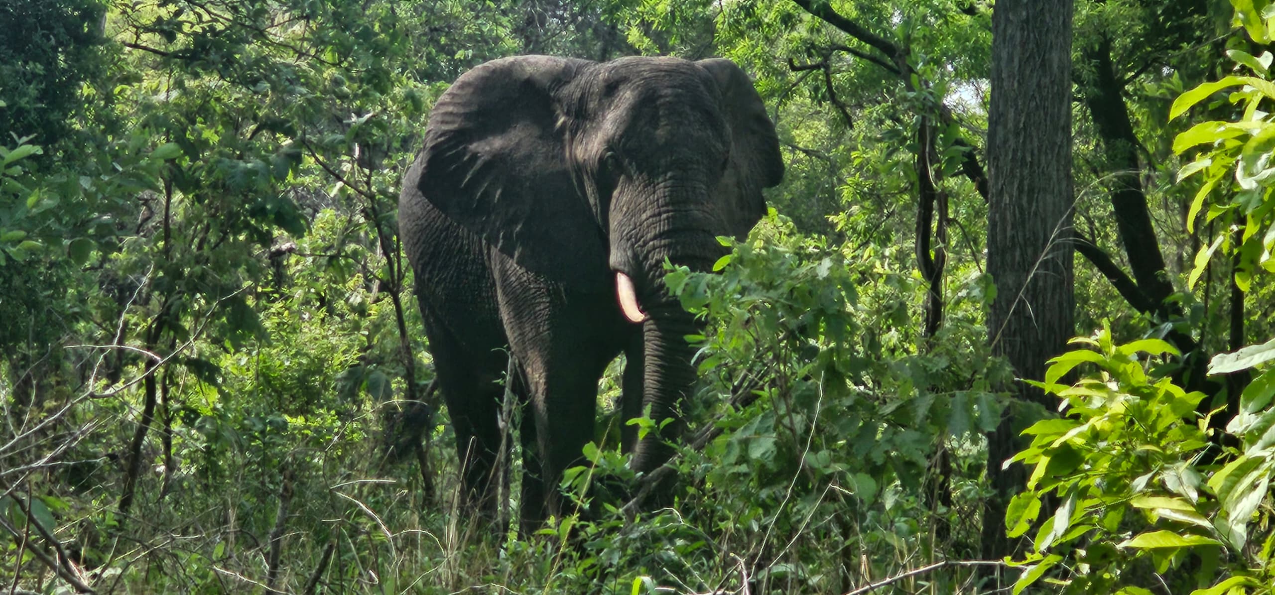 How Long Does It Take to See All Big Five Animals?