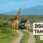 What Is the Best Time to Visit East Africa for a Tanzania or Kenya