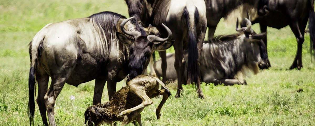 What Is the Calving Season, and When Does It Happen During a Kenya-Tanzania Safari?