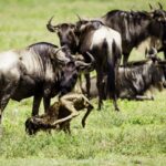 What Is the Calving Season, and When Does It Happen During a Kenya-Tanzania Safari?