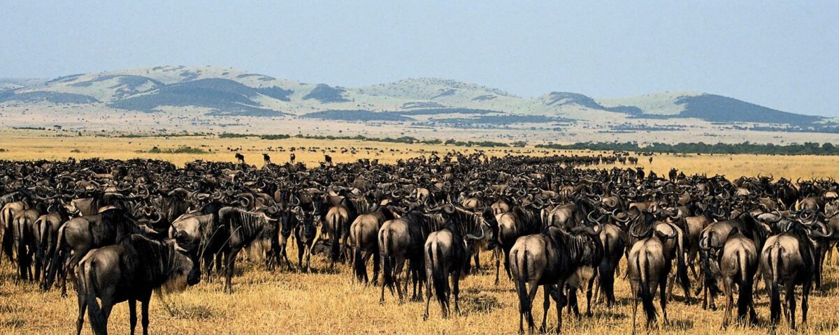 What Is the Difference Between a Kenya Safari and a Tanzania Safari.