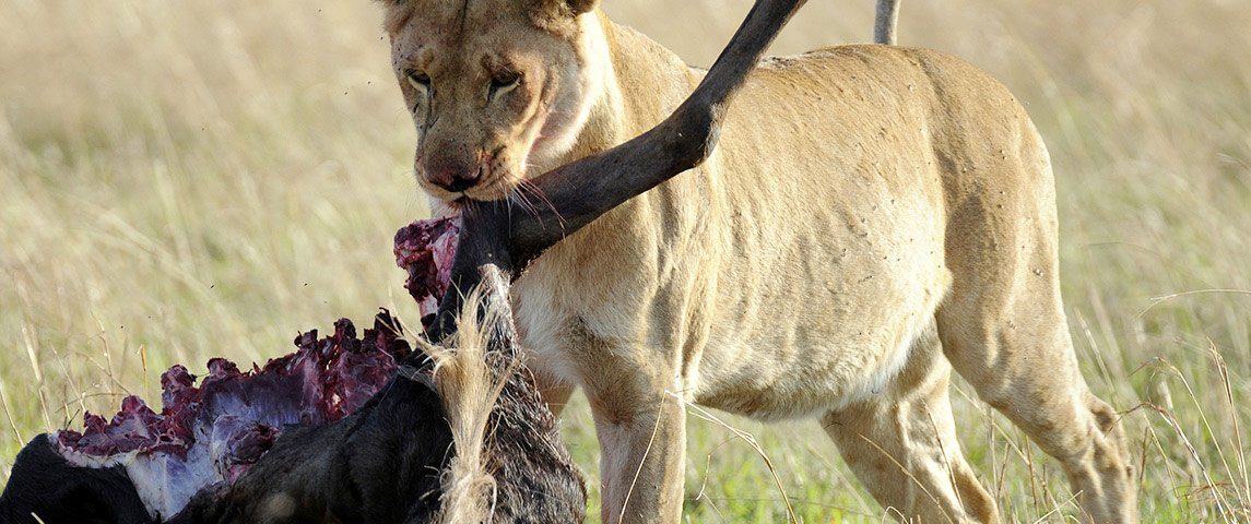 What Predators Can Be Seen During the Great Migration Expedition