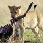 What Predators Can Be Seen During the Great Migration Expedition