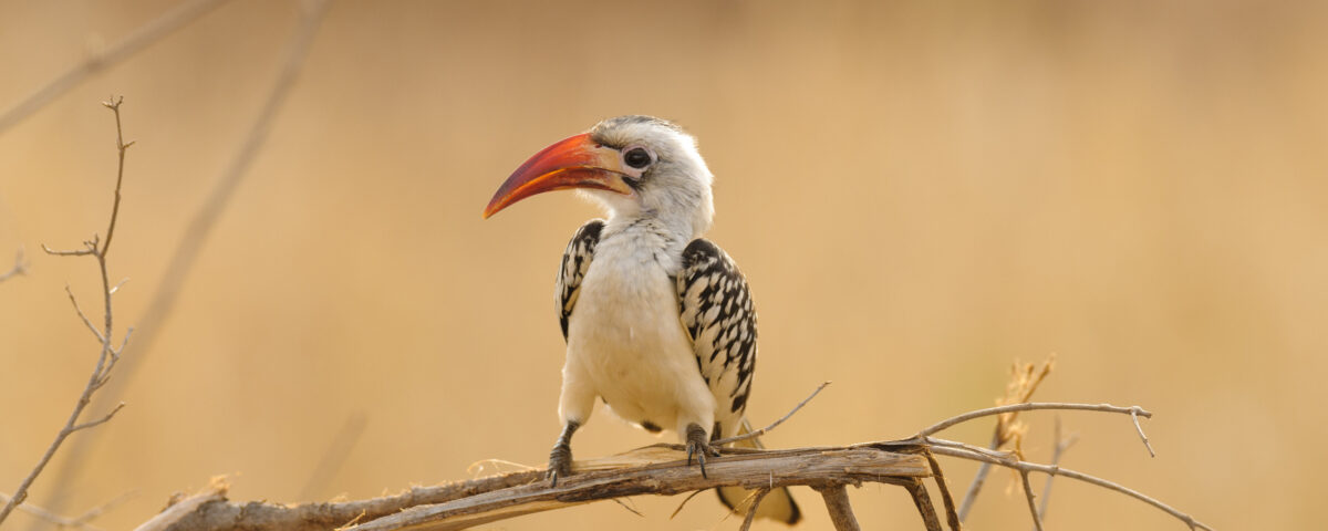 What Rare Bird Species Can Be Spotted During Kenya & Tanzania Safaris?