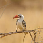 What Rare Bird Species Can Be Spotted During Kenya & Tanzania Safaris?