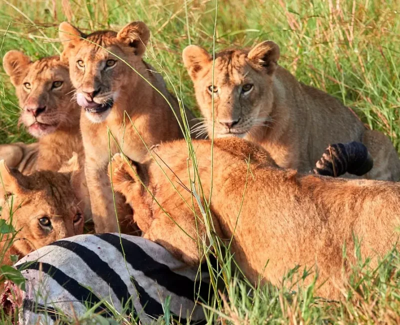 What is Included in Most East Africa Safari Packages?