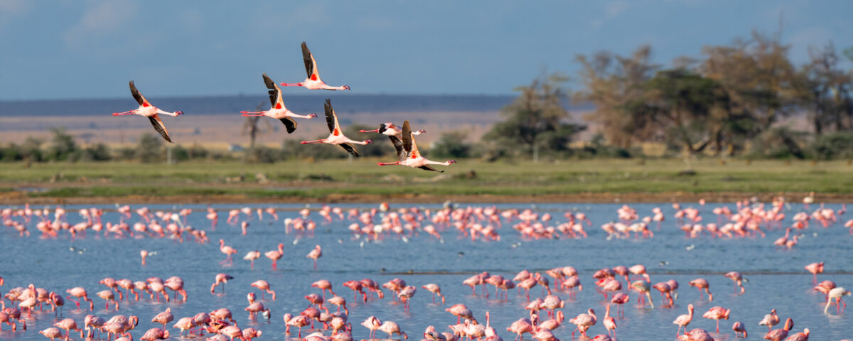 Is Lake Manyara Good for Bird Watching?