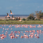 Is Lake Manyara Good for Bird Watching?