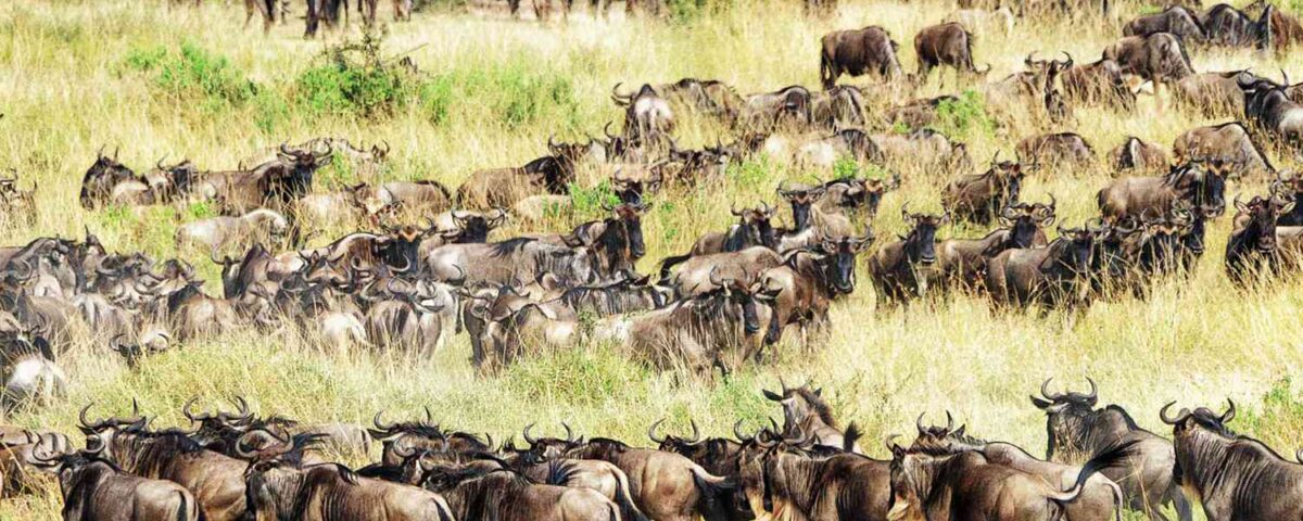 What is the Great Migration For a Kenya and Tanzania Safaris?