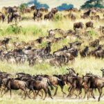 What is the Great Migration For a Kenya and Tanzania Safaris?