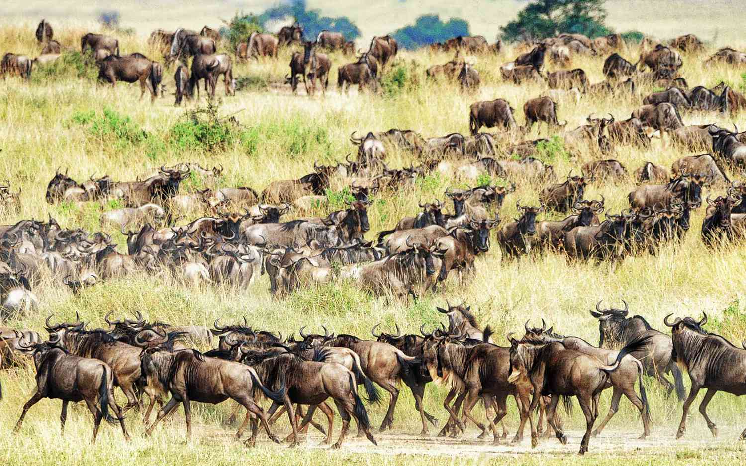 What is the Great Migration For a Kenya and Tanzania Safaris?