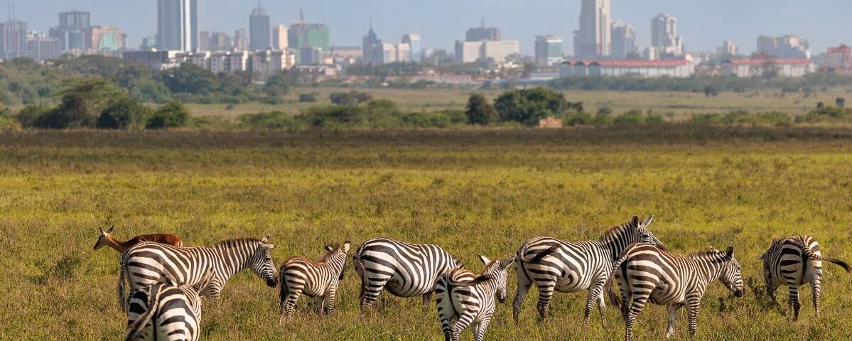 Why is Nairobi Called the “Safari Capital of the World”?